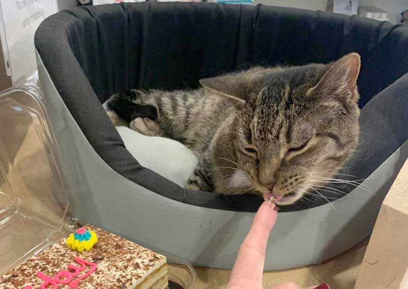 Carousel Slide 5: Cat veterinary exams